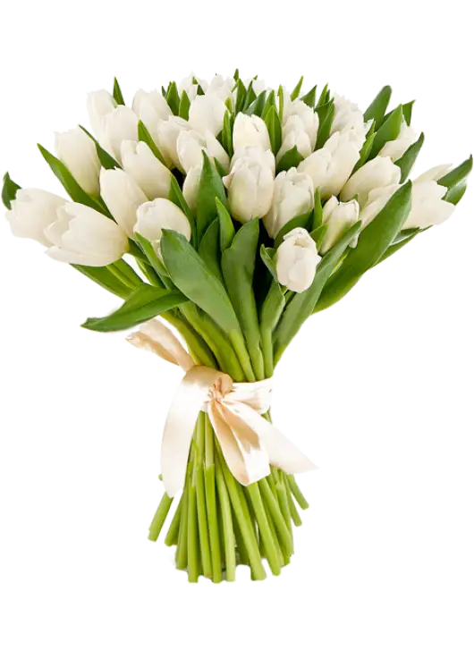 Букет із 25 білих тюльпанів (імпорт, Нідерланди)
